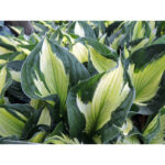 hosta-colored-hulk3