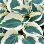 hosta-firn-line