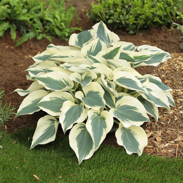 hosta-firn-line1