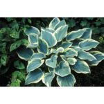 hosta-first-frost