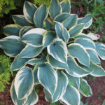 hosta-first-frost1
