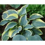 hosta-first-frost2