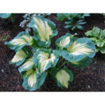 hosta-golden-meadows1