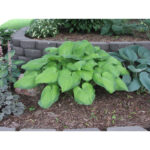 hosta-guacamole1