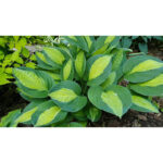 hosta-gypsty-rose