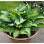 hosta-gypsty-rose1