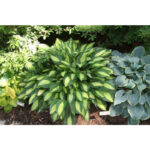 hosta-gypsty-rose2
