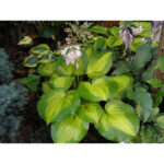 hosta-lakeside-banana-bay