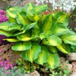 hosta-lakeside-banana-bay2