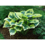hosta-liberty1