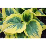hosta-liberty2