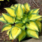 hosta-orange-marmalade