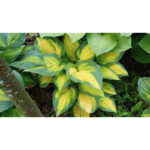 hosta-orange-marmalade1