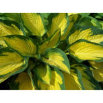 hosta-orange-marmalade2