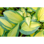 hosta-orange-marmalade3