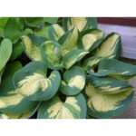 hosta-popcorn