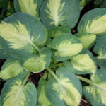 hosta-popcorn1