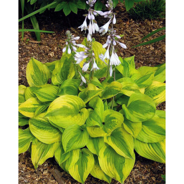 hosta-summer-breeze
