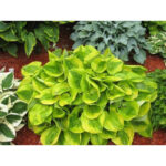 hosta-summer-breeze1