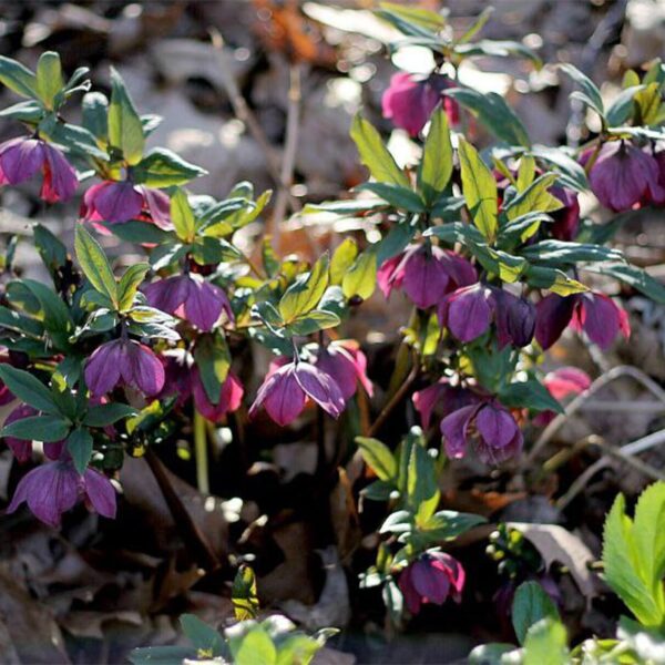 Helleborus Anemone Red White Edge в Україні