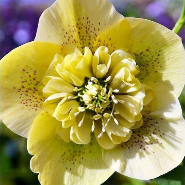 Helleborus Anemone Yellow Spotted купити