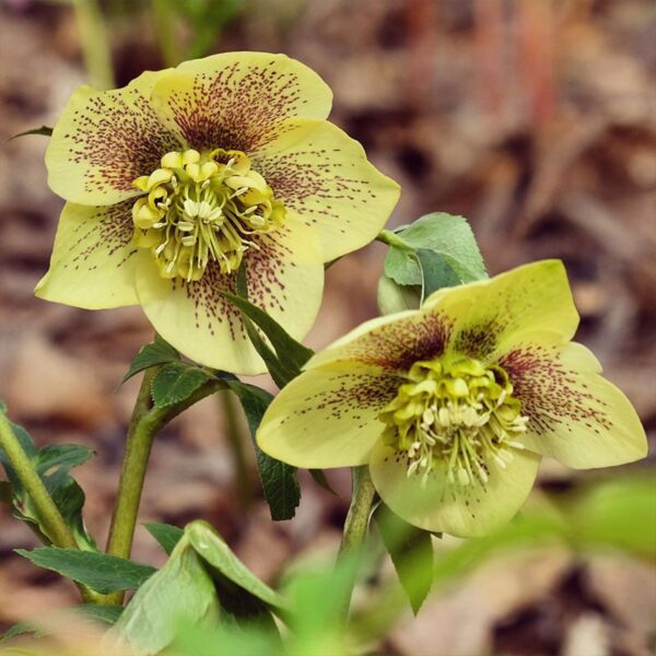 Helleborus Anemone Yellow Spotted низька ціна