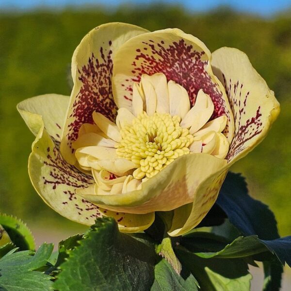 Чемерник Anemone Yellow Spotted