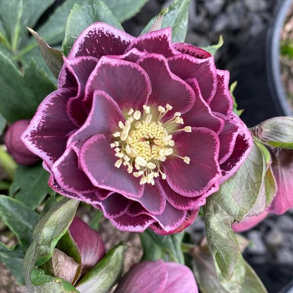 Double Aubergine White Edge купити Helleborus Double Aubergine White Edge в Україні
