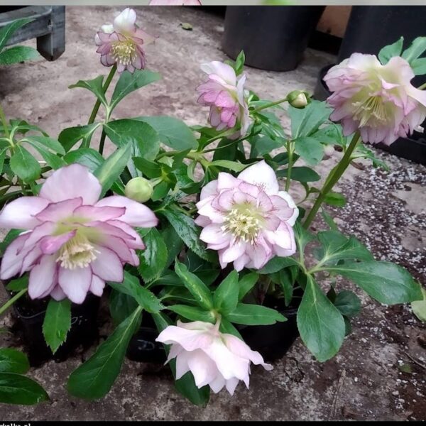 Helleborus Double White Purple Edge недорого