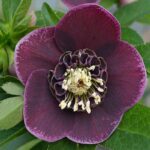 Helleborus Anemone Red White Edge купити