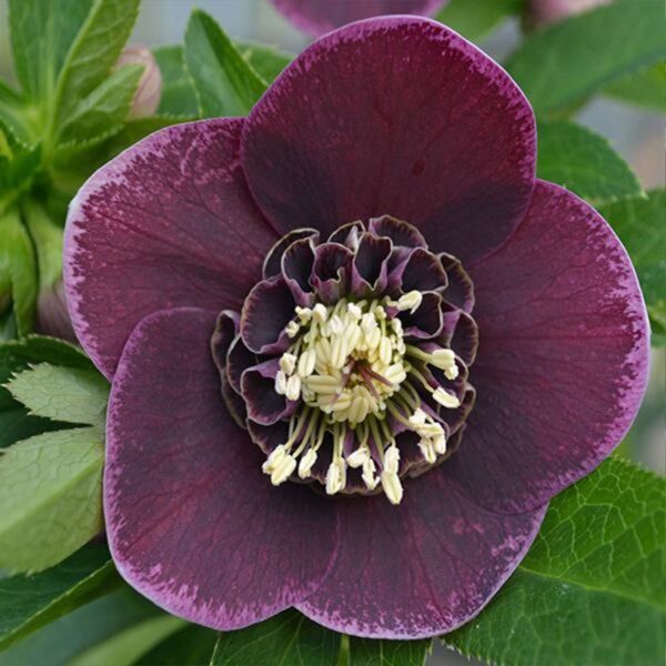 Helleborus Anemone Red White Edge поштою Helleborus Anemone Red White Edge купити