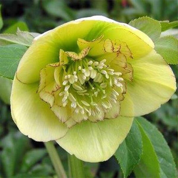 Helleborus Anemone Yellow ціна