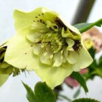 Helleborus Anemone Yellow Spotted морозник