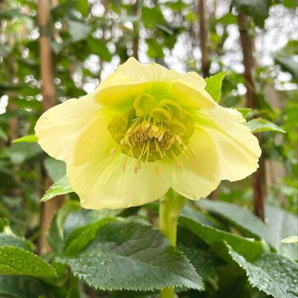 Helleborus Anemone Yellow догляд