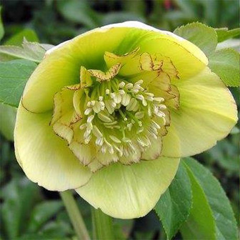 Чемерник Anemone Yellow