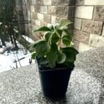 Helleborus Anemone Yellow_морозник