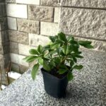 Helleborus Double Apricot_морозник
