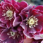 Морозник Double Aubergine White Edge