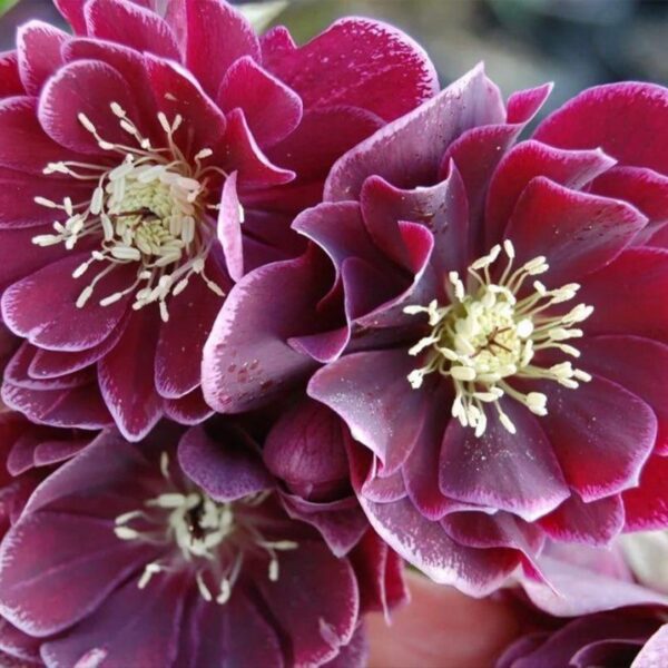 Helleborus Double Aubergine White Edge догляд