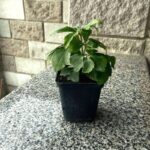 Helleborus Double Aubergine White Edge_морозник
