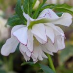 Helleborus Double White Purple Edge в Україні