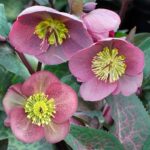 Helleborus Frostkiss Pippas Purple в розпліднику