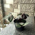 Helleborus Frostkiss Pippas Purple_ціна