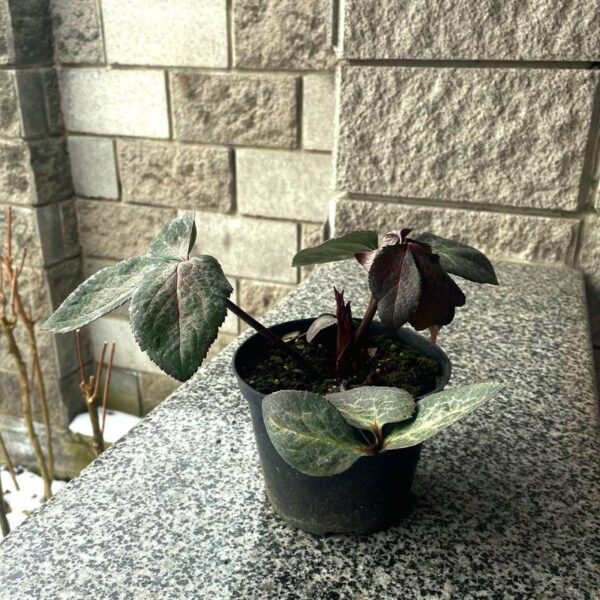 Helleborus Frostkiss Pippas Purple морозник