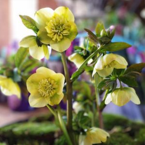 Helleborus Anemone Yellow жовта квітка