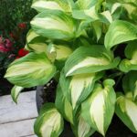 Hosta Color Festival ціна