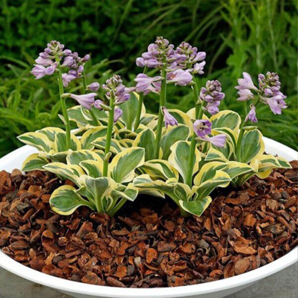 Hosta Lucky Mouse купити Хоста Lucky Mouse ціна