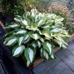 Hosta Raspberry Sundae догляд