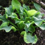 Hosta Smiling Mouse в Україні