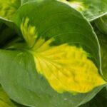 Hosta Sunset Grooves_ціна